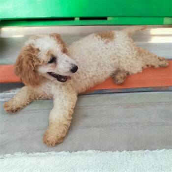 Cavalier King Charles Spaniel and Poodle Dogs Available for Adoption in Fort Myers, Florida - Cavey-4 Mo Old Puppy! | PetCurious