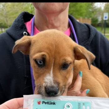 Mixed Breed Dogs Available for Adoption in Rockville, Maryland - Jude | PetCurious
