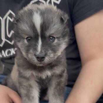 Siberian Husky and Mixed Breed Dogs Available for Adoption in Detroit Lakes, Minnesota - Paxil | PetCurious