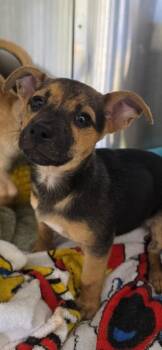 Terrier and Mixed Breed Dogs Available for Adoption in Honolulu, Hawaii - Pip | PetCurious