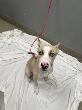 Rescue Pit Bull Terrier and Mixed Breed Dogs for Adoption in Las Vegas, Nevada - MOZART | PetCurious