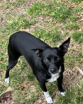 Rat Terrier and Chihuahua Dogs Available for Adoption - Nigel | PetCurious