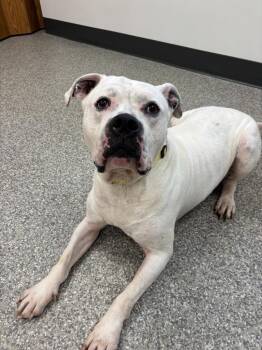 American Bulldog and Hound Dogs Available for Adoption in Findlay, Ohio - Rubble | PetCurious