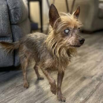 Freddy -  Yorkshire Terrier and Mixed Breed Dog for Adoption in Corpus Christi, Texas - Freddy | PetCurious