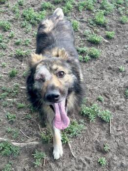 German Shepherd Dog Dogs Available for Adoption in Aurora, Colorado - MAX | PetCurious