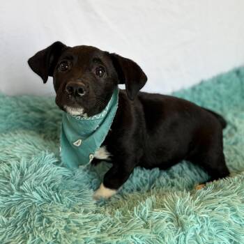 Leia -  Mixed Breed Dog for Adoption in Canal Winchester, Ohio - Leia | PetCurious