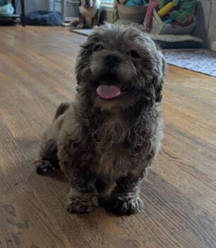 Jett -  Shih Tzu Dog for Adoption in Anniston, Alabama - Jett | PetCurious