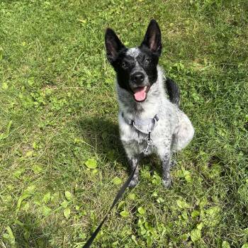 Stella -  Australian Cattle Dog Blue Heeler Dog for Adoption in Stewart Manor, New York - Stella | PetCurious