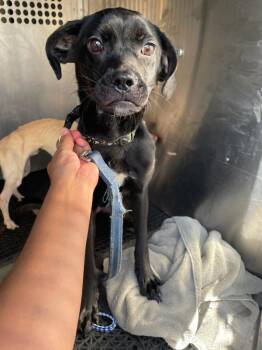 True -  Terrier and Chihuahua Smooth Dog for Adoption in Austin, Texas - True | PetCurious
