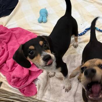 Ipsy -  Mixed Breed Dog for Adoption in Walker, Michigan - Ipsy | PetCurious