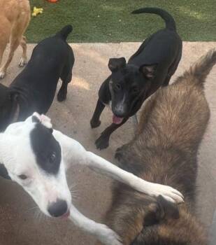 Rescue Bull Terrier Dogs for Adoption in Longview, Texas - Stella | PetCurious