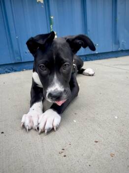 American Bulldog Dogs Available for Adoption in Kalamazoo, Michigan - Reno | PetCurious