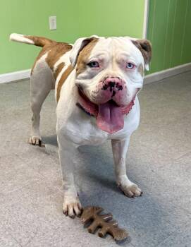 American Bulldog Dogs Available for Adoption in Hazlet, New Jersey - Benny | PetCurious