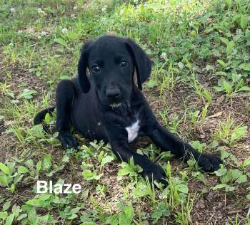 Labradoodle Dogs Available for Adoption in Glocester, Rhode Island - Blaze | PetCurious