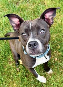Bluebell -  Mixed Breed Dog for Adoption in Mckeesport, Pennsylvania - Bluebell | PetCurious