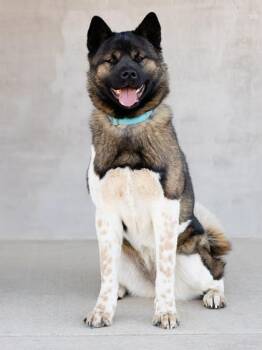 Bokken -  Mixed Breed Dog for Adoption in Longmont, Colorado - Bokken | PetCurious