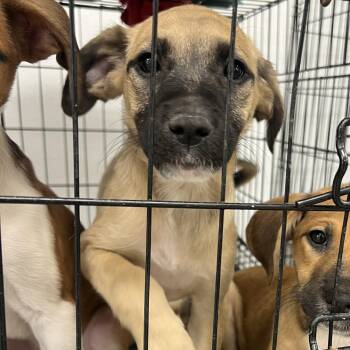 Jane -  Spaniel and Mixed Breed Dog for Adoption in Fort Collins, Colorado - Jane | PetCurious