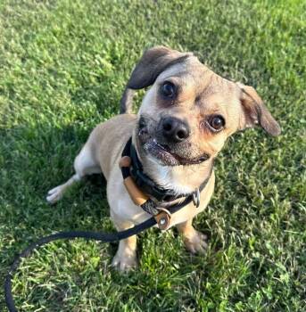 Oliver -  Beagle and American Bulldog Dog for Adoption in Evansville, Indiana - Oliver | PetCurious