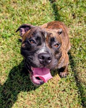 Freddie Spaghetti -  Boxer Dog for Adoption in Colonial Heights, Virginia - Freddie Spaghetti | PetCurious
