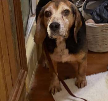 Beagle Dogs Available for Adoption in Raleigh, North Carolina - Chester | PetCurious