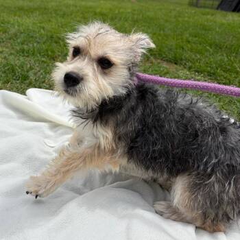 Tokyo -  Yorkshire Terrier and Mixed Breed Dog for Adoption in Houston, Texas - Tokyo | PetCurious