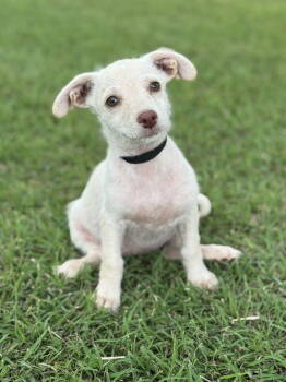 Rescue Terrier and Dachshund Dogs for Adoption in Helotes, Texas - Tilly | PetCurious