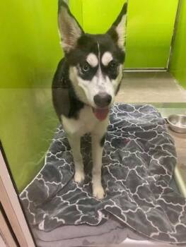 Athena -  Siberian Husky and Mixed Breed Dog for Adoption in Kansas City, Missouri - Athena | PetCurious