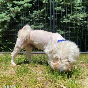 Cream Cheese -  Maltese and Bichon Frise Dog for Adoption in Fall River, Massachusetts - Cream Cheese | PetCurious