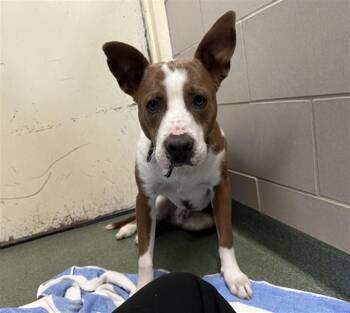 SULLY -  Mixed Breed Dog for Adoption in Santa Fe, New Mexico - SULLY | PetCurious