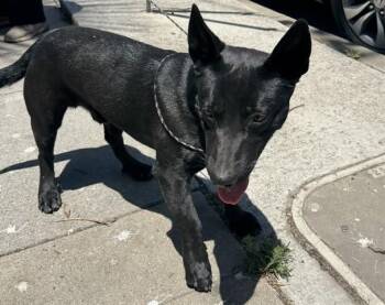 BLACKIE -  German Shepherd Dog and Mixed Breed Dog for Adoption in Salinas, California - BLACKIE | PetCurious