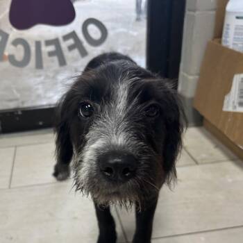 Dena -  Mixed Breed Dog for Adoption in Lufkin, Texas - Dena | PetCurious