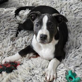 Wren -  Pit Bull Terrier Dog for Adoption in Salisbury, Maryland - Wren | PetCurious