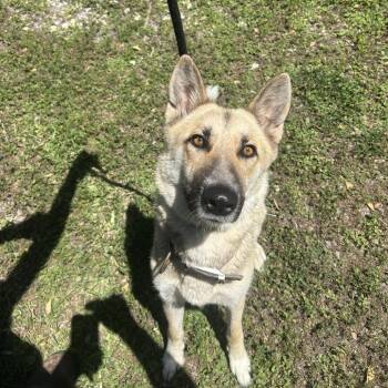 German Shepherd Dog and Mixed Breed Dogs Available for Adoption in Middleburg, Florida - Shakerria 28501 | PetCurious