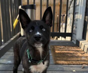 Dollywood -  Husky and Akita Dog for Adoption in Richmond, Virginia - Dollywood | PetCurious