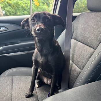 Lacey -  Labrador Retriever Dog for Adoption in Philadelphia, Pennsylvania - Lacey | PetCurious