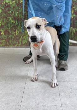 Rescue Shepherd and Terrier Dogs for Adoption in San Antonio, Texas - Fiona | PetCurious