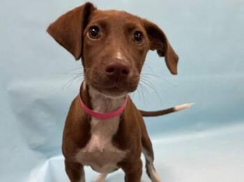 Paige -  Beagle and Mixed Breed Dog for Adoption in Minneapolis, Minnesota - Paige | PetCurious