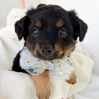 Australian Shepherd Dogs Available for Adoption in Tulsa, Oklahoma - Guapo | PetCurious
