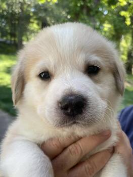 Shepherd and Husky Dogs Available for Adoption in Holly Springs, North Carolina - Chief - Sweets Litter | PetCurious