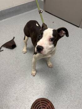 RITZ -  Pit Bull Terrier Dog for Adoption in Indianapolis, Indiana - RITZ | PetCurious