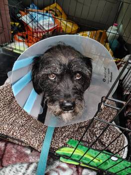 Waldo -  Wirehaired Terrier Dog Available for Adoption in Rockwell City, Iowa - Waldo | PetCurious