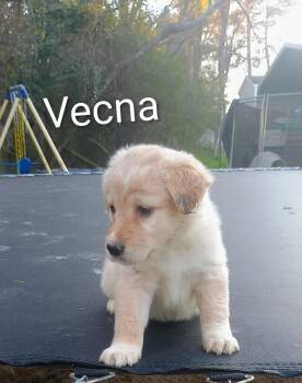 Labrador Retriever Dogs Available for Adoption - Vecna | PetCurious