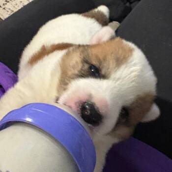 Australian Shepherd and Mixed Breed Dogs Available for Adoption in Phoenix, Arizona - Andrea | PetCurious