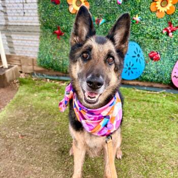 Tomato Soup -  German Shepherd Dog Dog for Adoption in Austin, Texas - Tomato Soup | PetCurious