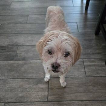 Rescue Miniature Poodle Dogs for Adoption in Parkton, Maryland - Jelani | PetCurious