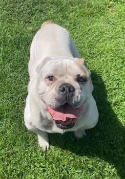 Zeke -  English Bulldog Dog for Adoption in Green River, Wyoming - Zeke | PetCurious