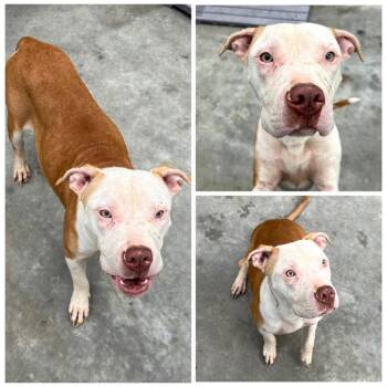 Rescue Pit Bull Terrier Dogs for Adoption in Dublin, Virginia - Usopp | PetCurious