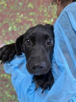 Labrador Retriever and Mixed Breed Dogs Available for Adoption in San Antonio, Texas - Boo Radley | PetCurious