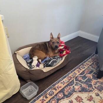 Ariel -  Mixed Breed Dog for Adoption in Dayton, Ohio - Ariel | PetCurious