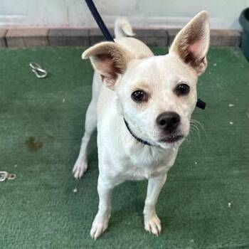 Cheers -  Chihuahua Dog for Adoption in Hawthorne, California - Cheers | PetCurious
